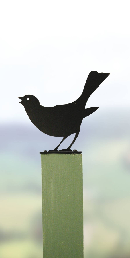 Garden Birds - Blackbird